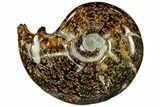 Polished, Agatized Ammonite (Cleoniceras) - Madagascar #110529-1